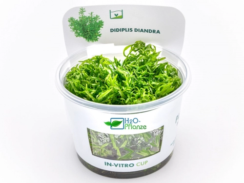 Didiplis diandra in vitro - amerikanische Wasserhecke